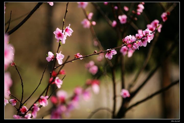 花还会重新开不同的春来了又来背景壁纸图片素材免费分享