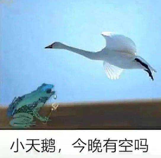 小天鹅给个机会表情包图5
