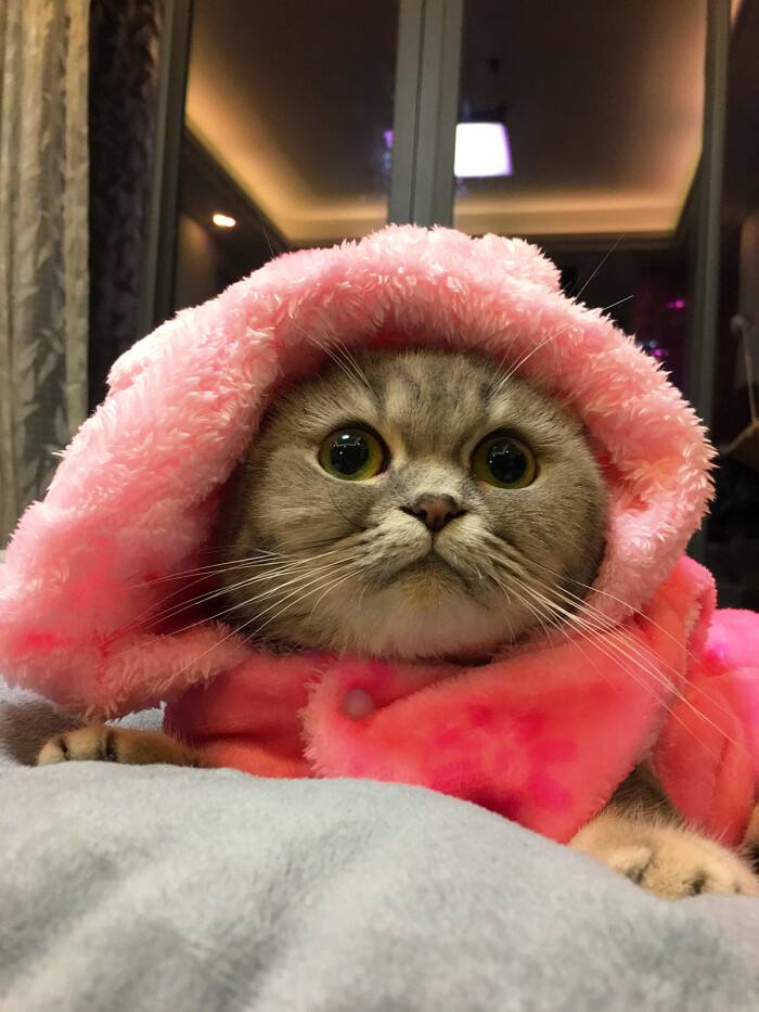 东北这天冷的小猫咪都直跺脚图片图4